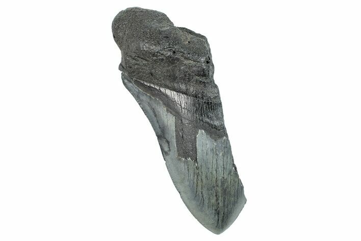Partial Fossil Megalodon Tooth - South Carolina #277425